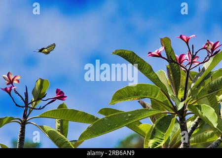 Brightly colored yellow swallowtail flying over a beautiful plumeria tree. Stock Photo