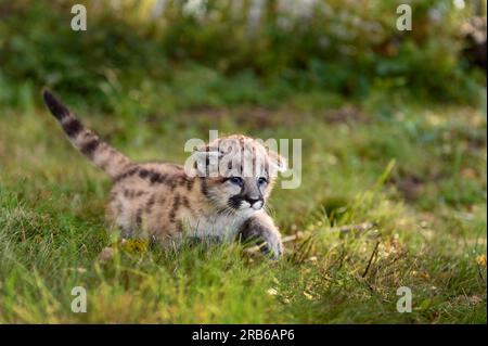 Cougar Kitten (Puma concolor) Walks Right Tail High Autumn - captive animal Stock Photo
