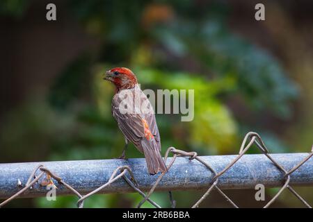 Side view of a red headed house finch sitting on a fence. Stock Photo