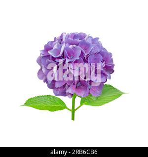 Purple hydrangea macrophylla flower head closeup isolated on white. Hortensia flowering plant. Stock Photo