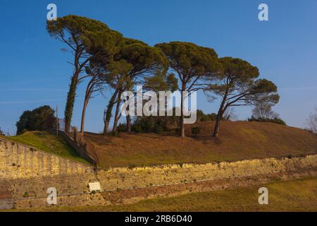 Maritime pines in the Palmanova defense walls and trenches, Friuli Venezia Giulia region of Italy Stock Photo