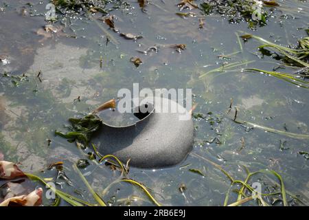 A moon snail sand collar is exposed in the intertidal zone during the lowest tide of the summer in West Seattle’s Constellation Park on Tuesday, July Stock Photo