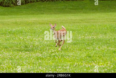 fawn running in natural habitat front profile Stock Photo