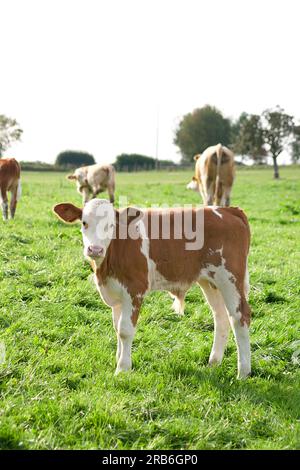 Kälbchen auf der Wiese Stock Photo