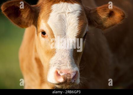 Kälbchen auf der Wiese Stock Photo