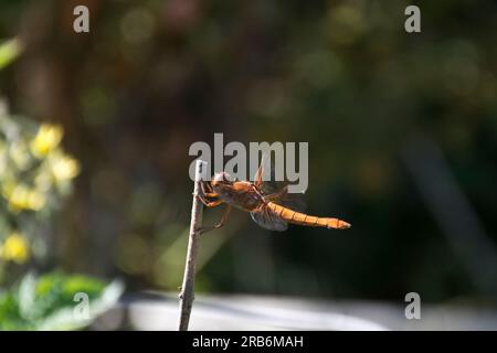 Closeup picture of a cute orange colored dragonfly resting on a stick post Stock Photo