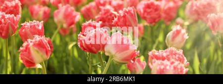 Beautiful tulips in field on sunny day. Banner design Stock Photo