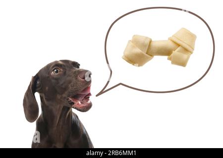 Cute German Shorthaired Pointer dog asking for tasty treat on white background. Speech bubble with knotted bone Stock Photo