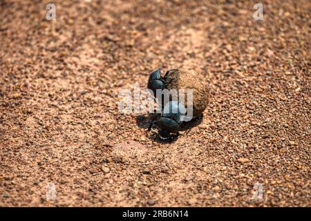 two dung beetle pushing a ball of elephant dung on the sandy ground Stock Photo