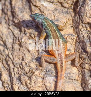 A Broadley’s flat lizard, locally known as the Augrabies flat lizard, sunning itself on a rock at Augrabies Falls National Park in South Africa. Stock Photo