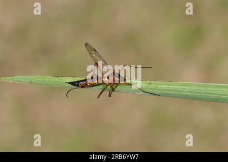 Female crane fly Ctenophora pectinicornis, family Tipulidae on a leaf of yellow flag (Iris pseudacorus). Dutch Garden, June. Stock Photo