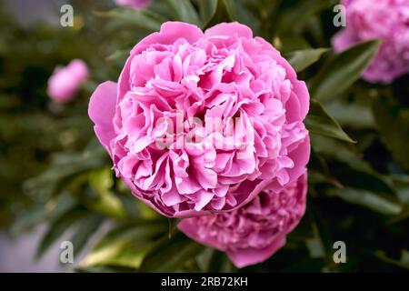 Closeup of a pink peony flower blooming in spring Stock Photo