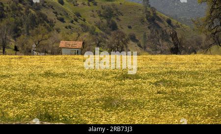 Spring yellow wildflowers field in California. Stock Photo