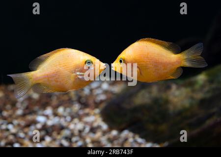 Orange chromide [ Etroplus maculatus ] in brackish water home aquarium Stock Photo