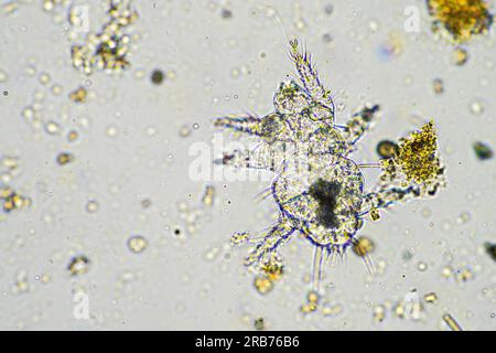 soil microbes organisms in a soil and compost sample, fungus and fungi and under the microscope in regenerative agriculture. in australia. Stock Photo