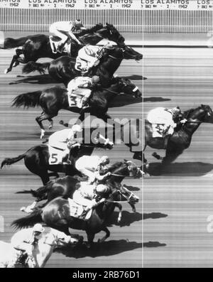 Los Alamitos, California:  May 2, 1962 The finish line in the third horse race at Los Alamitos track as number 4 crosses the line first with number six coming in second place by a nose. Stock Photo