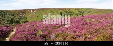 In early summer the heather on the North Yorkshire Moors bursts into bloom. A purple carpet enhances spectacular vistas, such as here at Jugger Howe. Stock Photo
