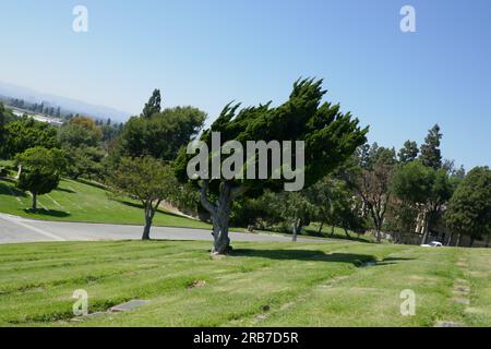 Culver City, California, USA 6th July 2023 Tree at Holy Cross Cemetery on July 6, 2023 in Culver City, California, USA. Photo by Barry King/Alamy Stock Photo Stock Photo