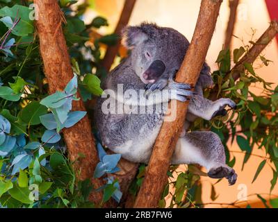 Photo of a koala bear photographed during the day in March 2015 Stock Photo