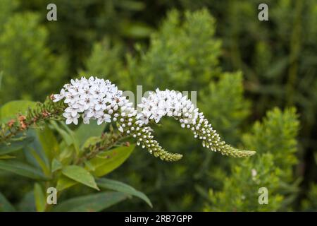 Gooseneck Loosestrife white flowers in summer (Lysimachia clethroides) Stock Photo