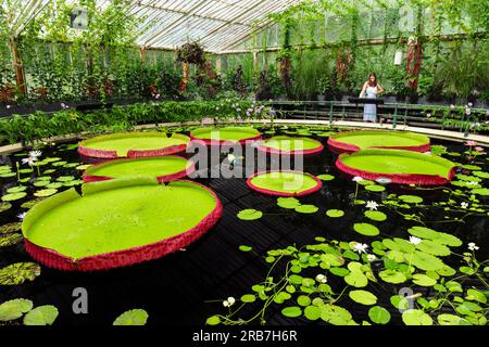 Waterlily House Kew Gardens, London. Stock Photo