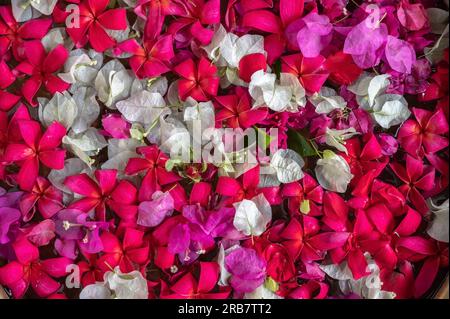 Background of many types of plucked original flowers spread on surface with various colors. Stock Photo
