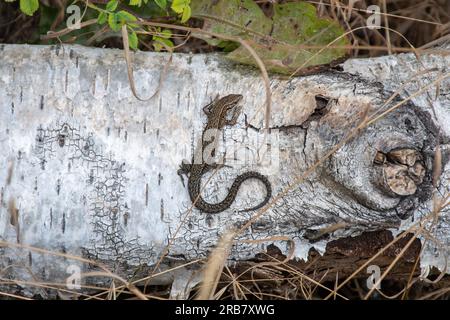 Common lizard (Zootoca vivipara, vivparous lizard), reptile basking on a silver birch tree log in Hampshire, England, UK Stock Photo