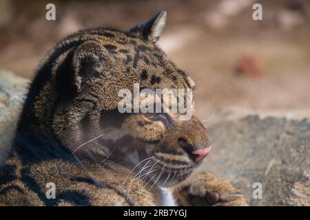 This photo shows a clouded leopard adult that lives in a wildlife park.Its scientific name is Neofelis nebulosa. The clouded leopard has a spotted coa Stock Photo