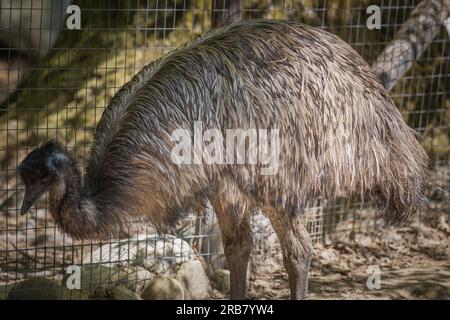 This photo shows an emu that lives in a wildlife park. The emu is a large flightless bird that is native to Australia. It is the tallest bird from Aus Stock Photo