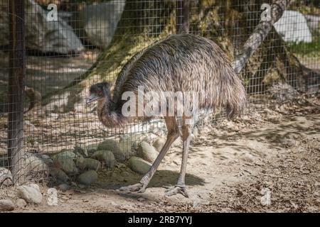 This photo shows an emu that lives in a wildlife park. The emu is a large flightless bird that is native to Australia. It is the tallest bird from Aus Stock Photo