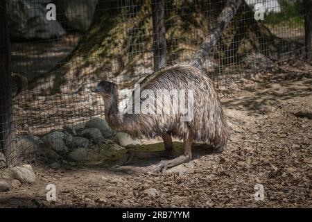 This photo shows an emu that lives in a wildlife park. The emu is a large flightless bird that is native to Australia. It is the tallest bird from Aus Stock Photo