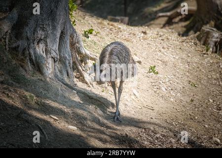 This photo shows an emu that lives in a wildlife park. The emu is a large flightless bird that is native to Australia. It is the tallest bird from Aus Stock Photo