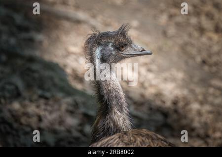 This photo shows an emu that lives in a wildlife park. The emu is a large flightless bird that is native to Australia. It is the tallest bird from Aus Stock Photo