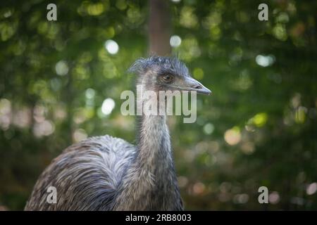 This photo shows an emu that lives in a wildlife park. The emu is a large flightless bird that is native to Australia. It is the tallest bird from Aus Stock Photo