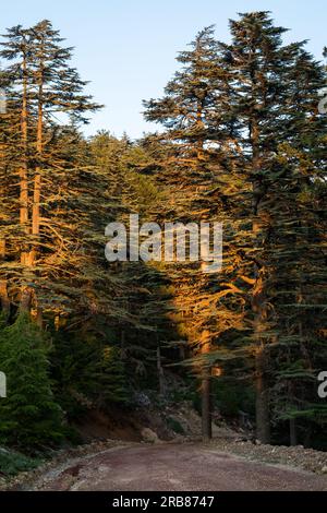 Rare and endangered Lebanese Cedar tree forest at Tahtali mountain in Turkey. Stock Photo
