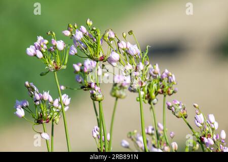 Close up of rosy garlic (allium roseum) flowers in bloom Stock Photo