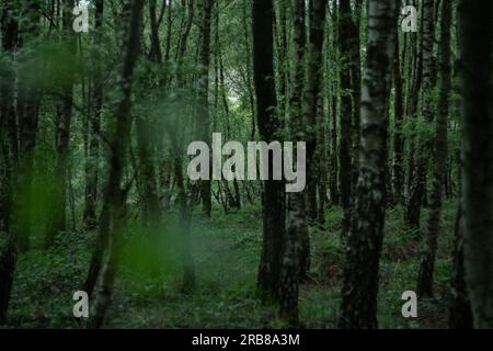 Dense Birch Forest Stock Photo