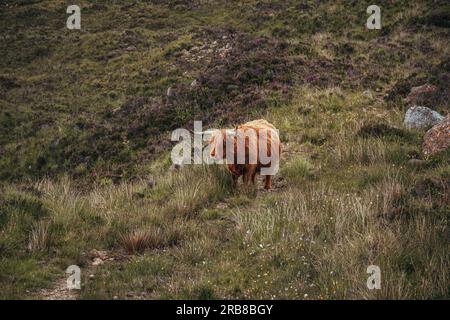 Pregnant Highland cow side facing Stock Photo