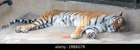 Amur tiger, formerly known as the Siberian tiger, but no longer found in Siberia, sleeping on a summer morning at the Como Park Zoo in St. Paul, Minn. Stock Photo
