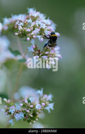Bumblebee forgaging on oregano (Origanum vulgare) flowers. Stock Photo