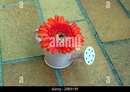 Garden, flowers and blossoms: Decoration, gerbera, flower in a small watering can as a vase Stock Photo