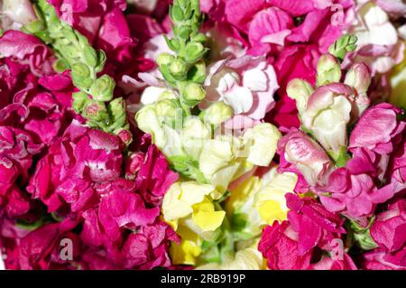 Garden, flowers and blossoms: Flowers of snapdragons, Antirrhinum, in different colors Stock Photo