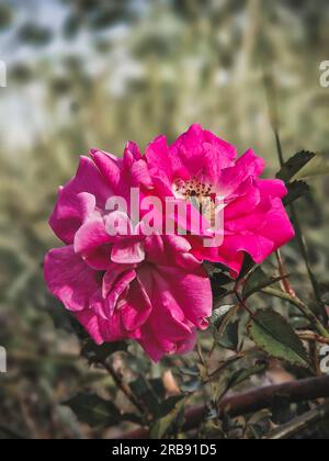 Alpine roses growing in a forest in Portugal with blurred background. Close-up shot. Rosa pendulina or Rosa alpina, the mountain rose Stock Photo