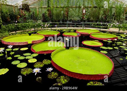 Waterlily House Kew Gardens, London. Stock Photo