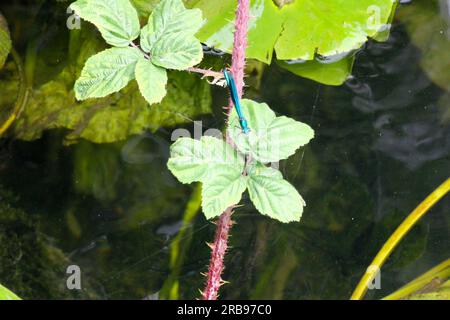 Walthamstow Wetlands, London, UK. 8th July 2023. UK Weather: warm and sunny at Walthamstow Wetlands in north London. Damselfly. Credit: Alamy Live News Stock Photo