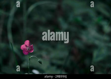Cyclamen flower isolated on the green forest background Delicate pink flowers of cyclamen scarlet flower in dark thickets Stock Photo