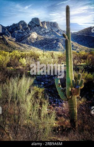 The high Sonoran Desert in Catalina State Park near Tucson, Arizona. Stock Photo