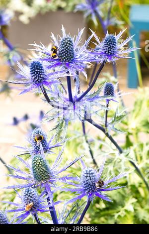 Sea Holly. Eryngium. Flowers with Bees. Stock Photo