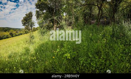 Natural intimate landscape demonstrating the colours, patterns and textures in the found environment Stock Photo