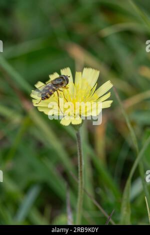 Hoverfly insect resting on a mouse-ear hawkweed wildflower (Pilosella officinarum), Hampshire, England, UK, during June Stock Photo